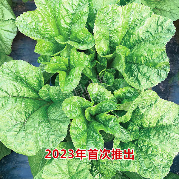 東漢菜種子糯嫩東漢菜