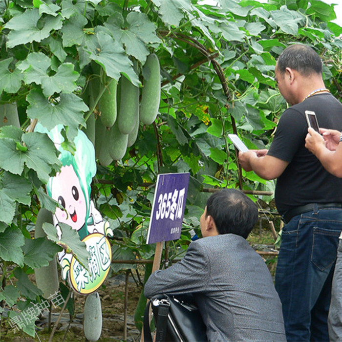 蔬菜種子種植戶鼎牌種植戶-365冬瓜示范基地（漢壽）