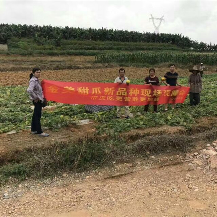 蔬菜種子種植戶鼎牌種植戶-金美甜瓜現場觀摩會（南寧）