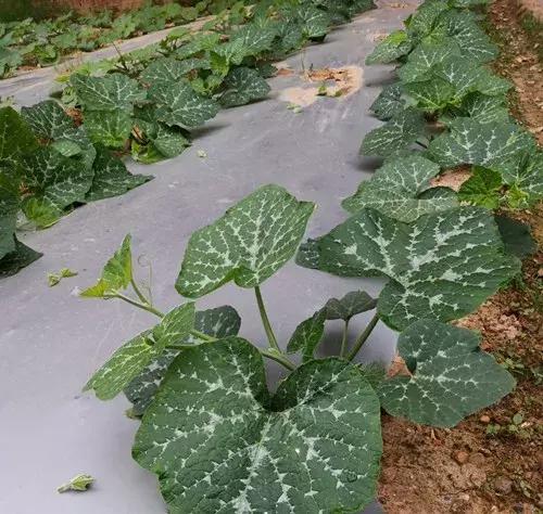 菜農(nóng)種植無需噴農(nóng)藥的蔬菜，不僅栽培簡單、而且效益高