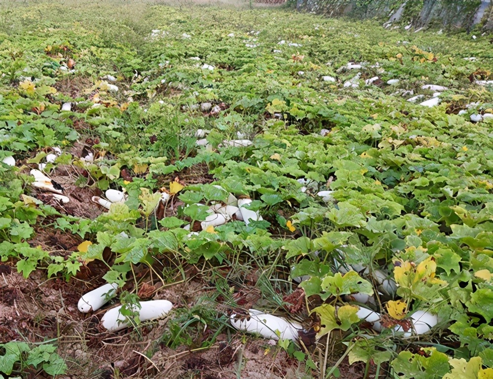 這個品種太優秀了！耐儲耐運，適合大面積種植，菜農瓜販都喜歡