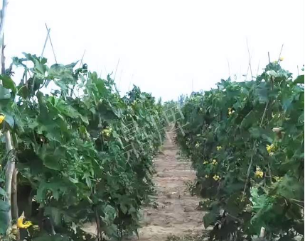 蔬菜種子種植戶客戶點評-種植這個品種，獲得高收入，老婆的功勞最大