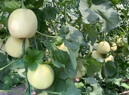 蔬菜種子種植戶客戶點評-“玉奶香2號”甜瓜，真的有那么好嗎？